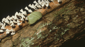 A levélnyíró hangyák rengeteg üvegházgázt termelnek