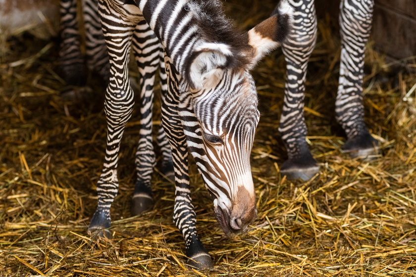Különleges zebra lett 2019 első állatbébije a Nyíregyházi Állatparkban