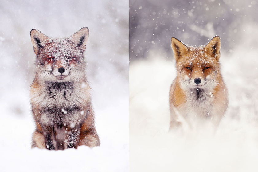 A hófedte tájon még mesésebbek a rókák: így festenek a nagy fehérségben