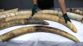 Mamut DNS-t találtak kambodzsai elefántcsontból készült tárgyakban