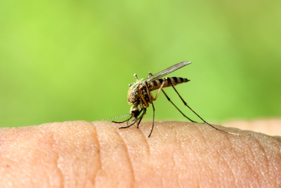 Szúnyogirtás génmódosítással: jönnek a vakarózás nélküli nyarak?