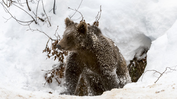 Medve támadt egy magyar vadászra Székelyföldön