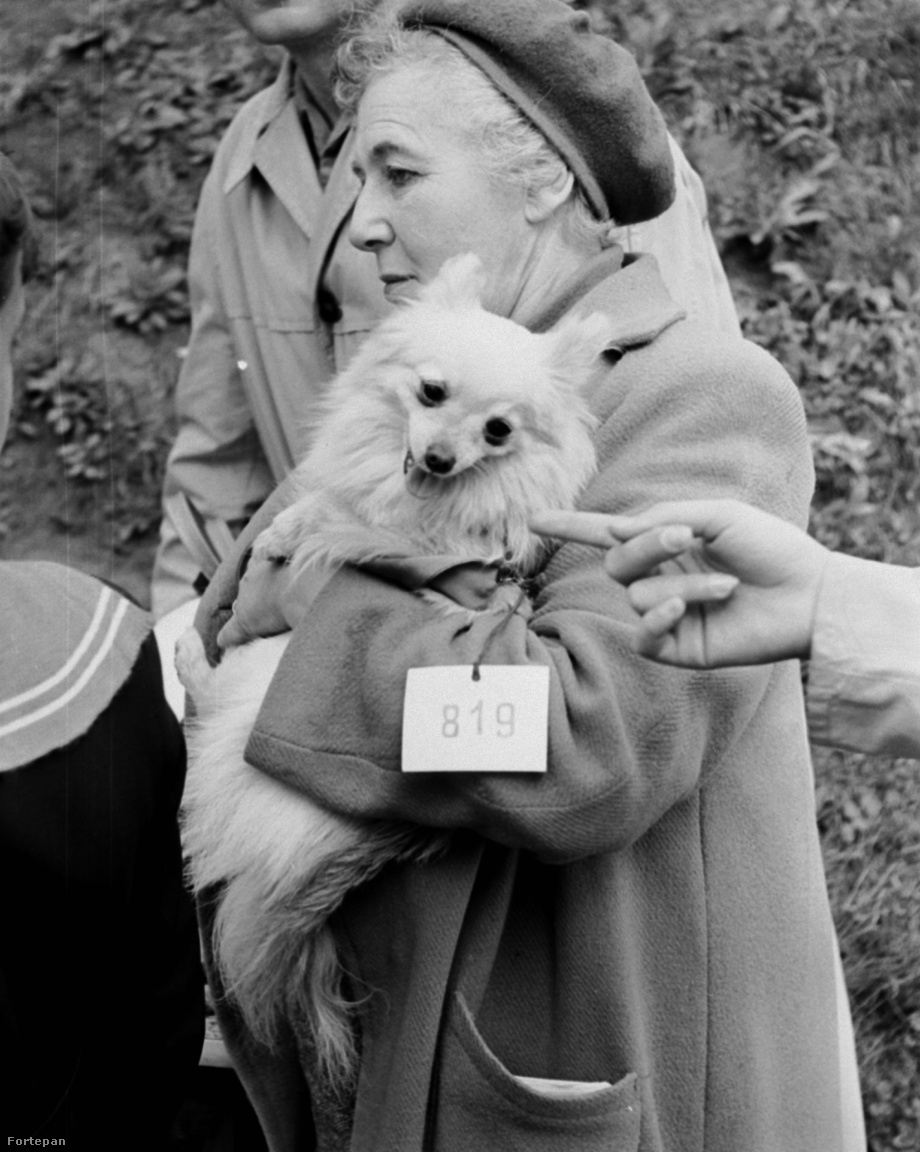 A fotó a magyar ebtenyésztők Országos Kutyakiállításán készült 1964-ben.