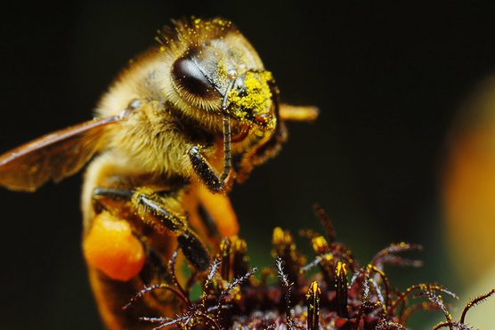 A növények hallják a méheket, és közeledtükre édesebbé teszik a nektárt