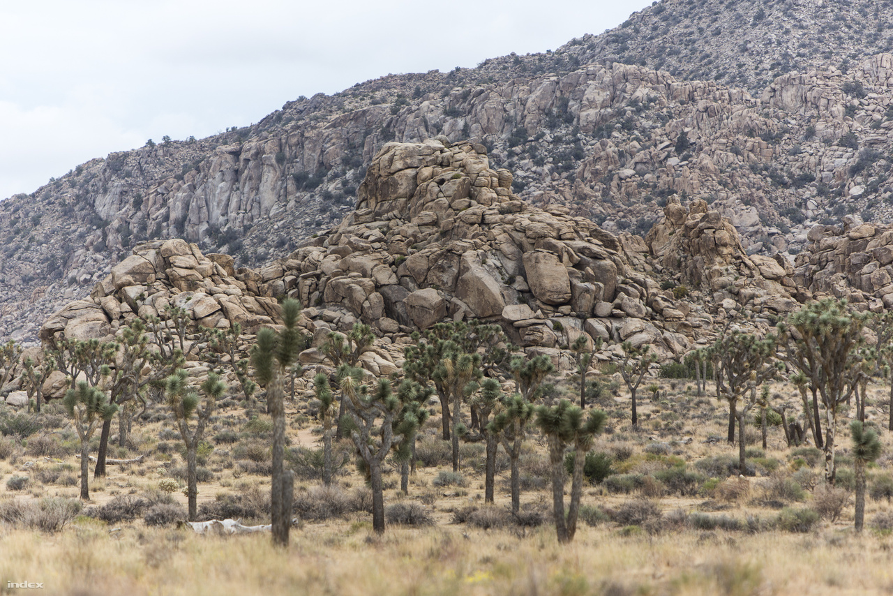 A park egyik fő jellegzetessége az egyedülálló geológiai arculat, a hatalmas, tördezett gránittömbök, amik a sivatagi erózió gyönyörű mementói. A másik a Mojave-sivatagban őshonos Joshua-fák (Yucca brevifolia), avagy Jozsué-pálmaliliomok vagy Jozsué-jukkák, amik ilyen nagy számban csak itt élnek, és amikről a park a nevét kapta.