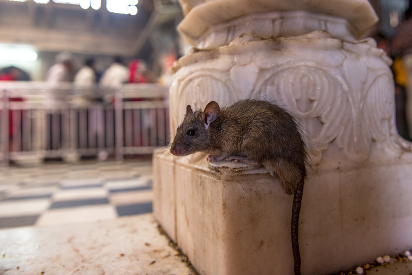 Tele van patkánnyal a templom, mégis özönlenek a turisták: a Karni Mata nagyon furcsa hely