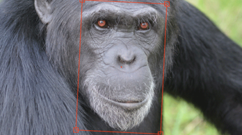 Arcfelismeréssel küzdenek az illegális csimpánzkereskedelem ellen
