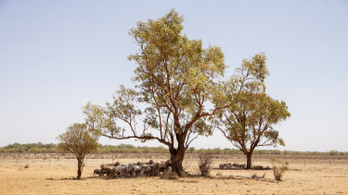 Tömegesen pusztulnak a vadállatok a hőség miatt Ausztráliában