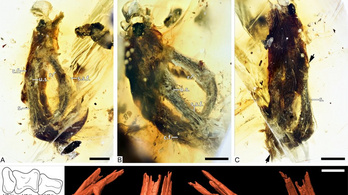 Félcentis madárlábat találtak egy 100 millió éves borostyánkőben