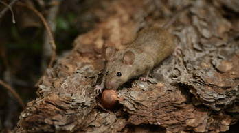 A szemünk előtt zajlik az egerek evolúciója