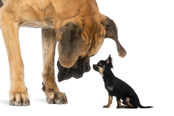 Tényleg okosabbak a nagytestű kutyák?