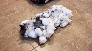 Összefagyott ez a macska a hó alatt, de túlélte