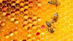 Kiválóan értik a méhek az elsős matekot
