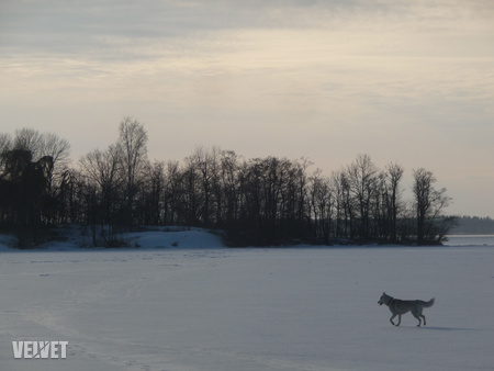 Egy elkóborolt kutya erősíti a sarkvidéki hangulatot