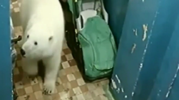 Jegesmedvék miatt hirdettek szükségállapotot az orosz sarkvidéken