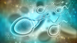 Közvetíti a sperma az egyes gyógyszerek hatóanyagait?