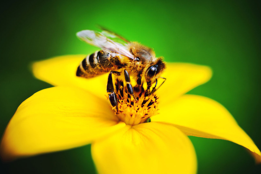 A méhek képesek összeadni és kivonni: érdekes módszerrel bizonyították be