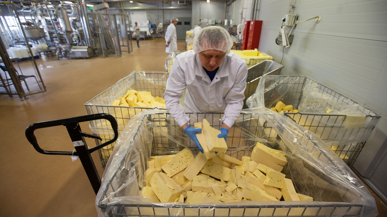 A sajtgyártás majdnem olyan szörnyű a Földnek, mint a húsipar