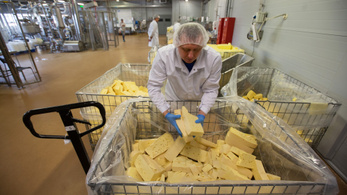 A sajtgyártás majdnem olyan szörnyű a Földnek, mint a húsipar