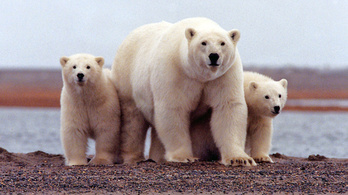 Feloldják a jegesmedve-invázió miatti szükségállapotot