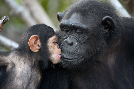 Újabb hasonlóság a csimpánz és az ember között