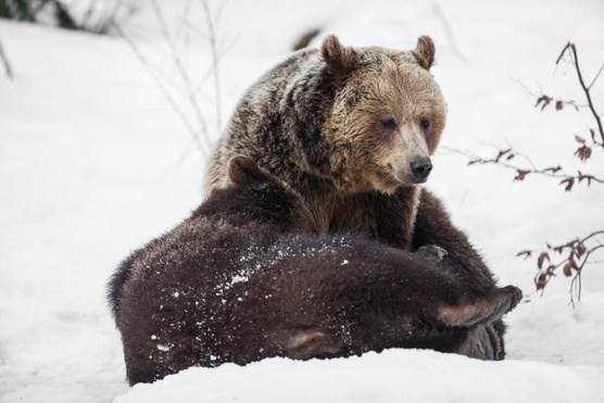 Miért alszanak téli álmot a medvék?
