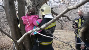 Tűzoltók szabadítottak ki egy fa ágai közé szorult kislányt