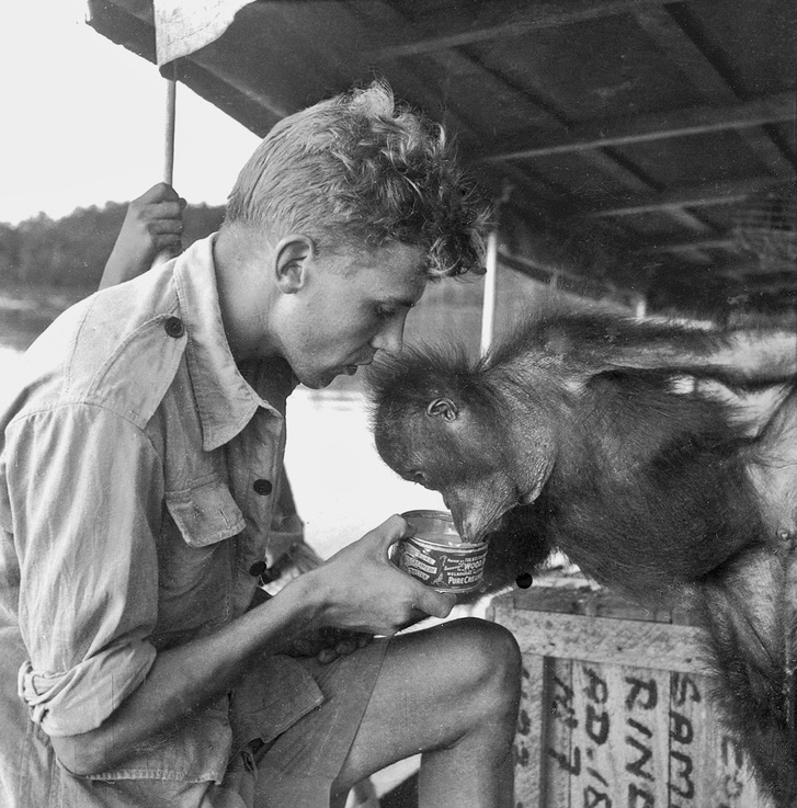Charlie, az orangután, amelyet sóért és dohányért cserébe vásároltak egy helyi kereskedőtől, teát iszik egy hajó fedélzetén