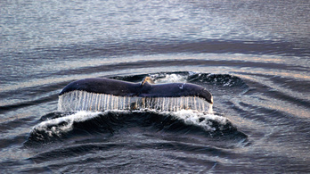 Kihalás szélén állt, de most éppen a túlnépesedés gond a hosszúszárnyú bálnák világában