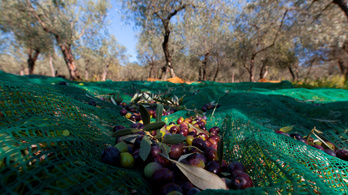 Egész Európában hiánycikk lehet az olívaolaj