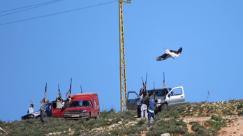 Tömegesen mészárolják a gólyákat Libanon felett