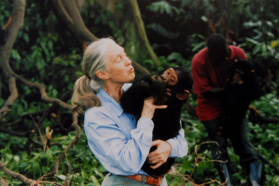 Nobel-díjat Jane Goodallnak!