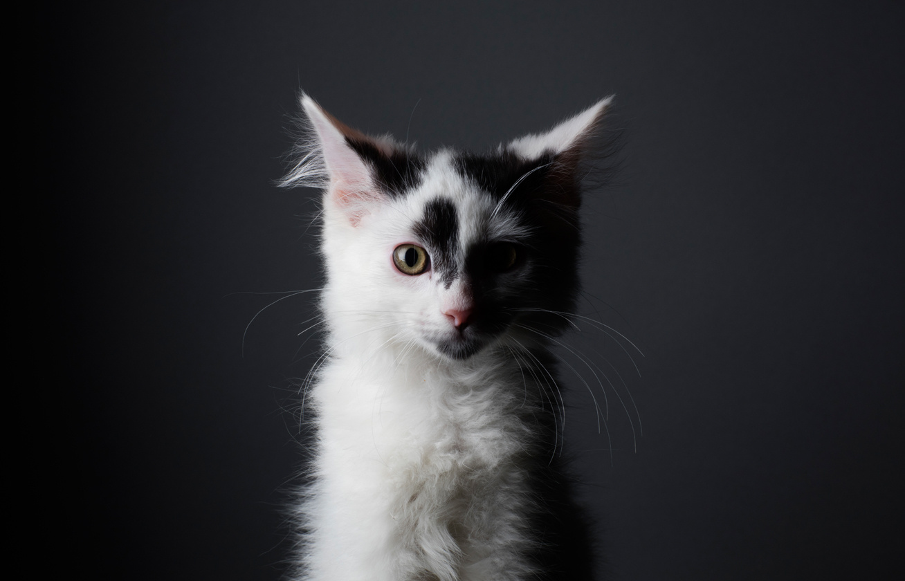 vitiligo macsek