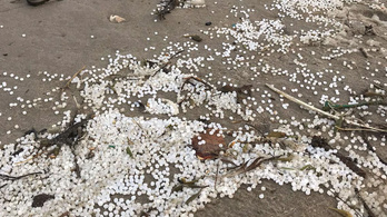 A gigantikus hajóbaleset után 24 millió műanyagdarabot mosott partra a víz Hollandiában