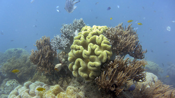 A szennyezett folyóvíz a Nagy-korallzátony legnagyobb ellenfele