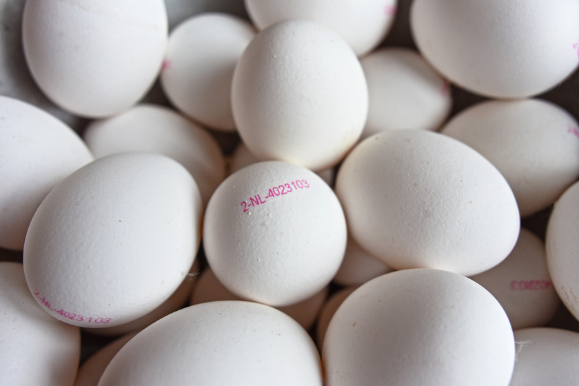 Mit jelentenek pontosan a számok a tojáshéjon? Nem mindegy, mivel kezdődik a sor