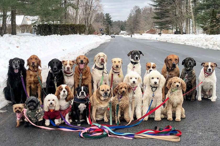 22 kutyát sétáltatott egyszerre, elkészítette a világ legmenőbb csoportképét