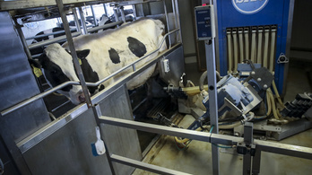 Vízágyon álmodnak a tehenek a robot-fejőlegényről
