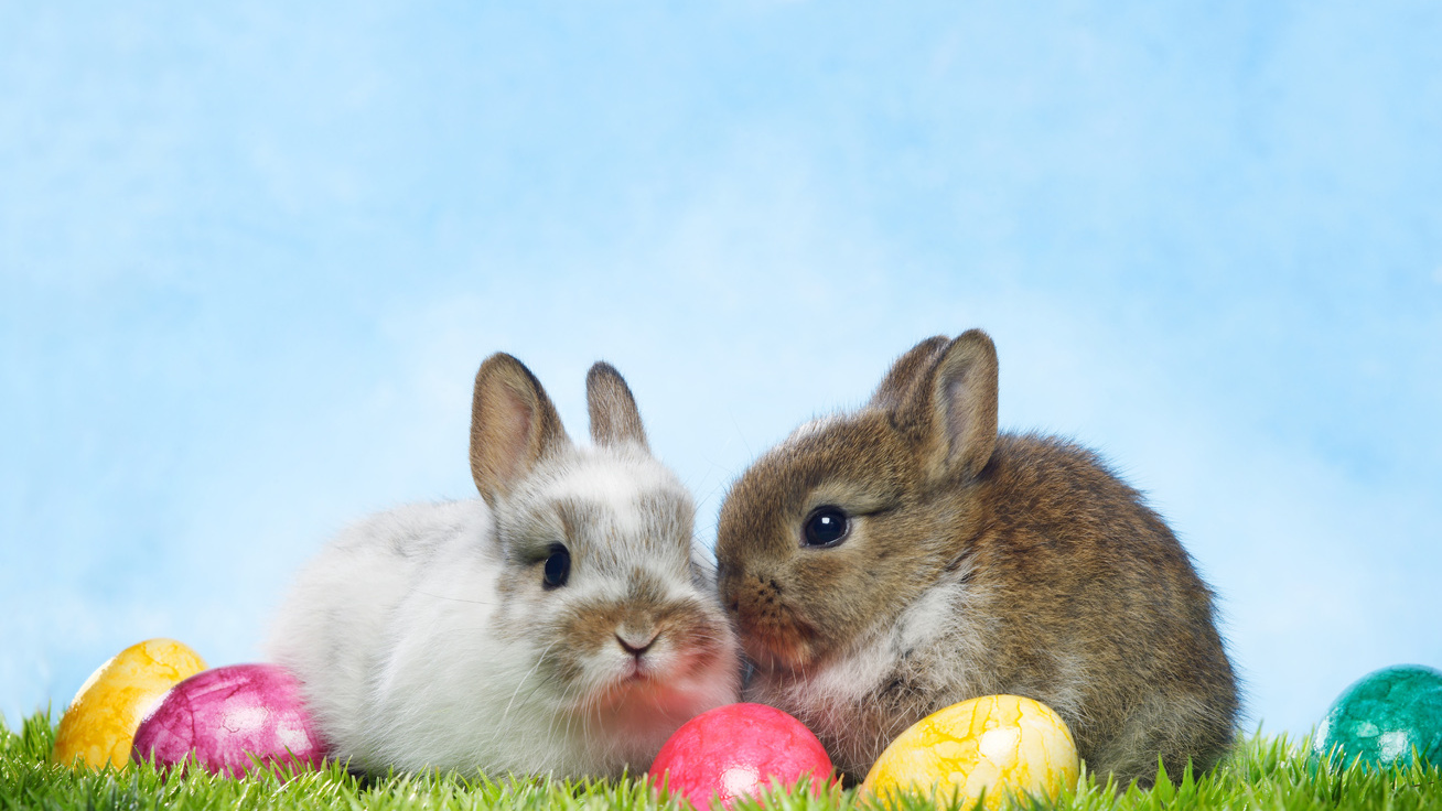 Miért pont nyuszi hozza a tojásokat húsvétkor? Nyakatekert a történet