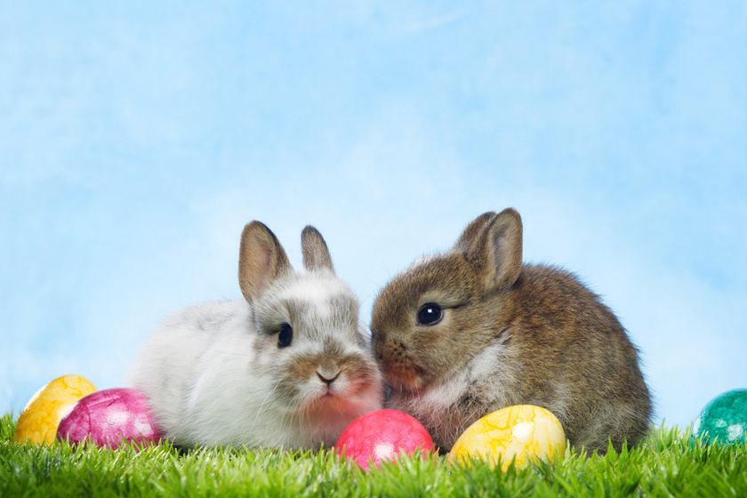 Miért pont nyuszi hozza a tojásokat húsvétkor? Nyakatekert a történet