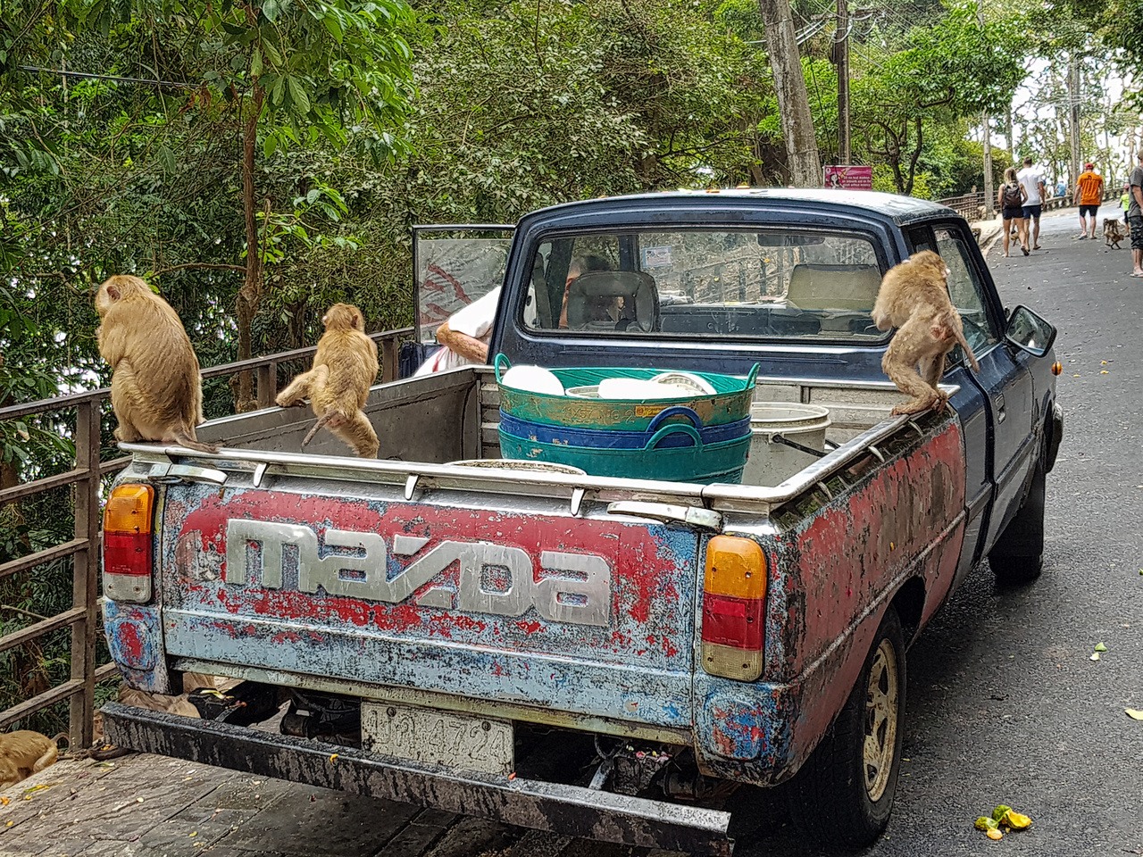 Nem csupán a phuketi Monkey Hillen találkozhatunk majmokkal, sok helyen simán az út szélén szaladgálnak. A sokat látott Mazda pickupot már csak a napi eleségük hegyre cipelésére használják a park alkalmazottai, így legalább a makákók valamivel kevesebbet lopnak a látogatóktól