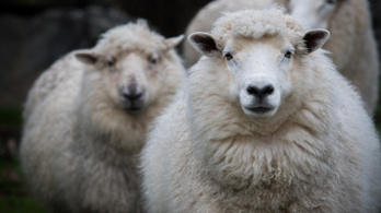 A világ legrégibb, 50 éves spermájával termékenyítettek meg juhokat Ausztráliában