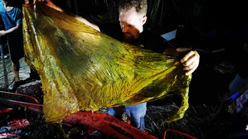 Negyven kiló műanyag volt egy bálna gyomrában