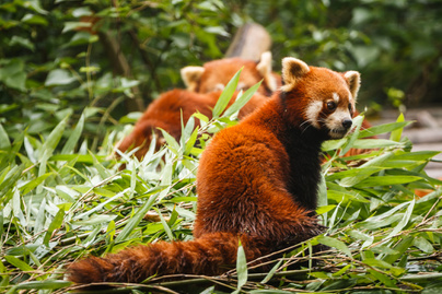 vörös panda macskamedve (1)