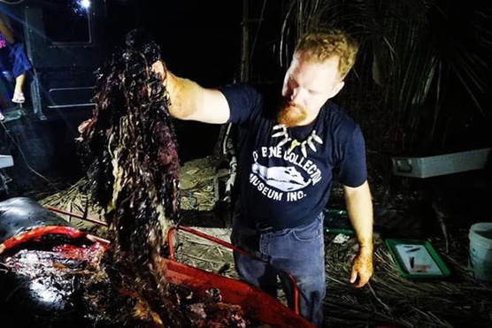Új rekord: 40 kiló műanyagot találtak egy bálna gyomrában