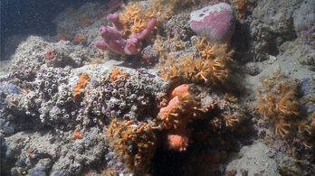 Korallzátonyokat találtak az Adriában