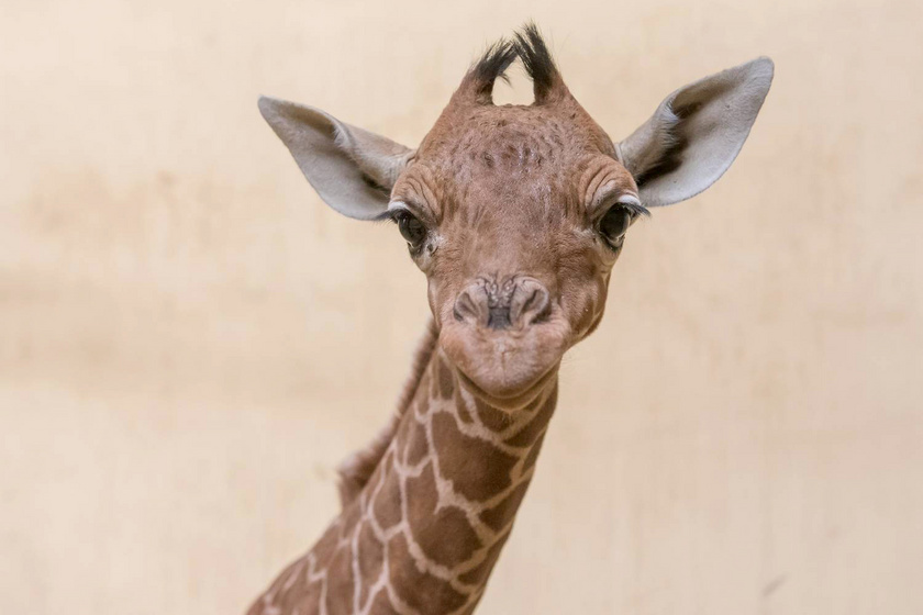 Fantasztikus hírek az állatkertből: a ritka zsiráfnak kistestvére született