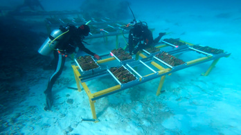 Bébikorallokkal mentik meg a Nagy-korallzátonyt