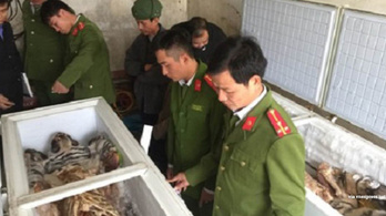 Lefagyasztott tigriskölykök tetemeit foglalták le Vietnámban