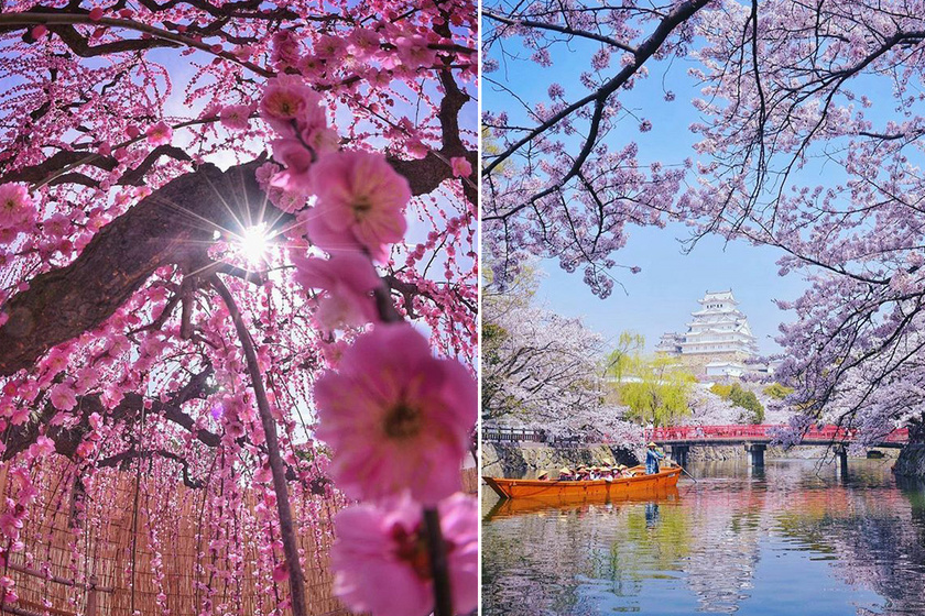 Már elkezdődött a cseresznyevirágzás: varázslatos fotókon a sakura